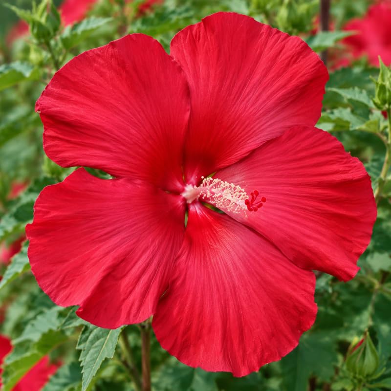 3 Hardy Hibiscus Live Plants, Flowering Shrub, Deep Red Blooms, 4-7"