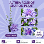 Purple Rose of Sharon Plant, Hardy Hibiscus Bush Shrub Well-Rooted 7-13" Tall Althea Shrub with Summer Blooms for Outdoor Landscape