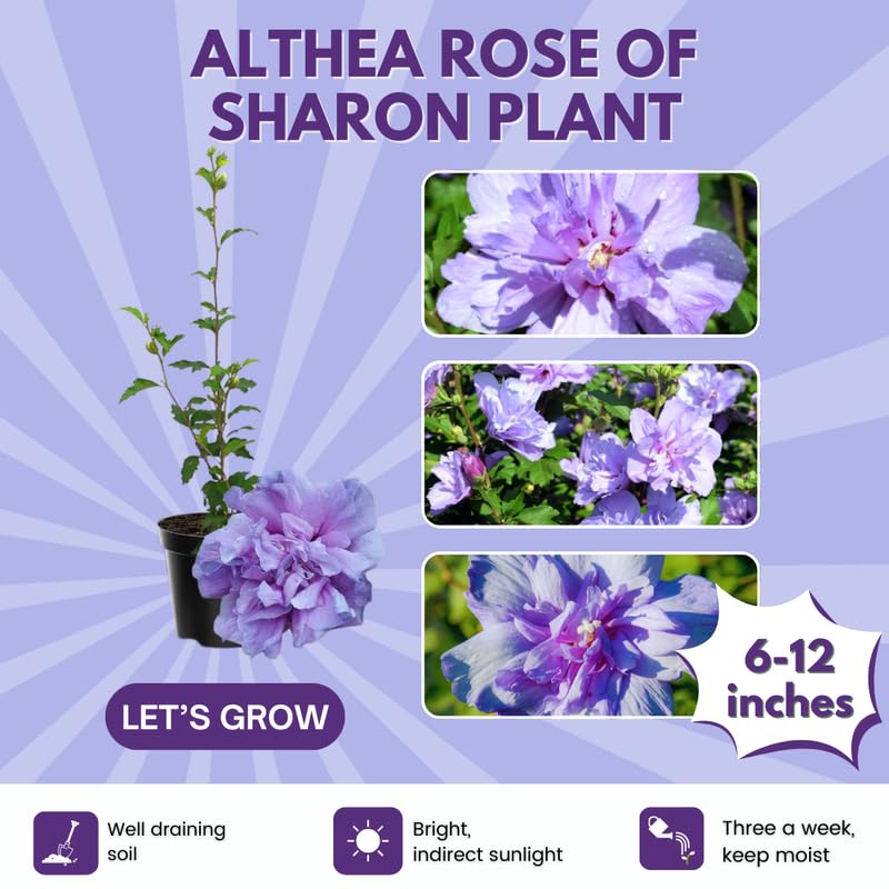 Purple Rose of Sharon Plant, Hardy Hibiscus Bush Shrub Well-Rooted 7-13" Tall Althea Shrub with Summer Blooms for Outdoor Landscape