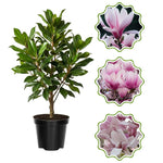 Saucer Magnolia Tree in Gallon Pot, Live Flowering Magnolia Tree, Hardy Ornamental Shade Trees with Fragrant Blooms