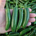 2 Plants Serrano Pepper Live Plants Per Pot, 100 Days Old Pepper Plant Well Rooted Seedlings, Hot Peppers for Year Round Harvesting, No CA