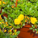 2 Yellow Purslane Plants Live, 4 to 6 Inc Long, Purslane Portulaca Flower Plants Indoor Outdoor Growing