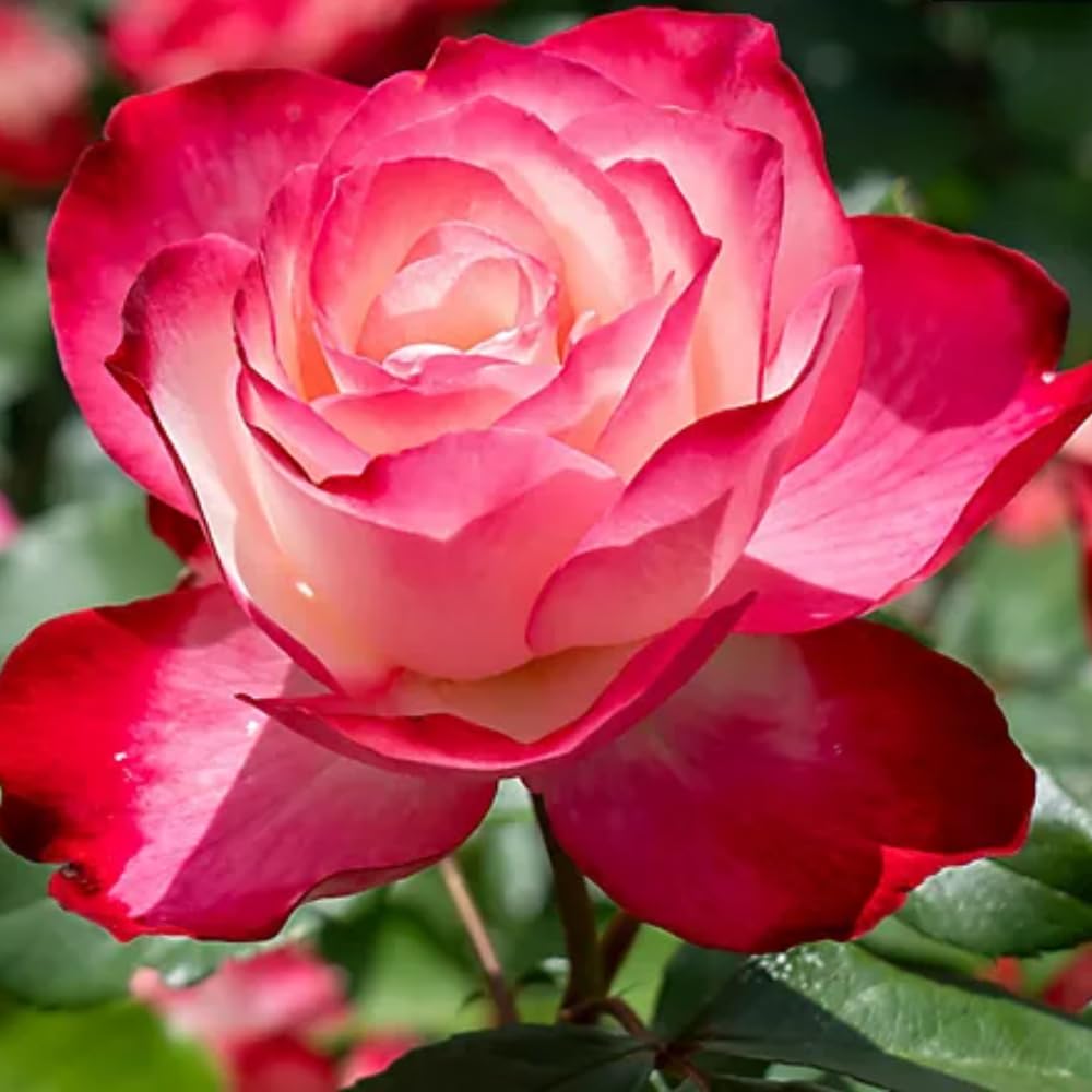 Rose Bush Live Plant, Hybrid Tea Rose Plant Live, 5-9 Inch Tall, Fragrant Flowers Tree, Well-Rooted 1 Year Old, No Pot (Cherry Rose)