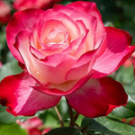 Rose Plant Live, Hybrid Tea Rose Bush Live Plant, 5-9 Inch Tall, Fragrant Flowers Shrub Ready to Plant Outdoor, No Pot, Well-Rooted (Cherry Rose)