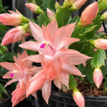 2PPP Salmon Christmas Cactus Live Plant, Holiday Flowering, 3 Inches Pot