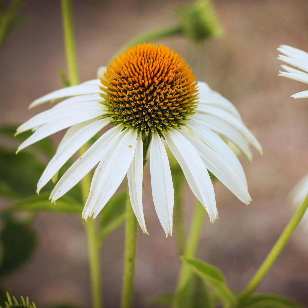 Echinacea Plant Live, White Coneflower Plant Live Indoor, 4 Inc Potted, Echinacea Flower Plants Gardening Planting