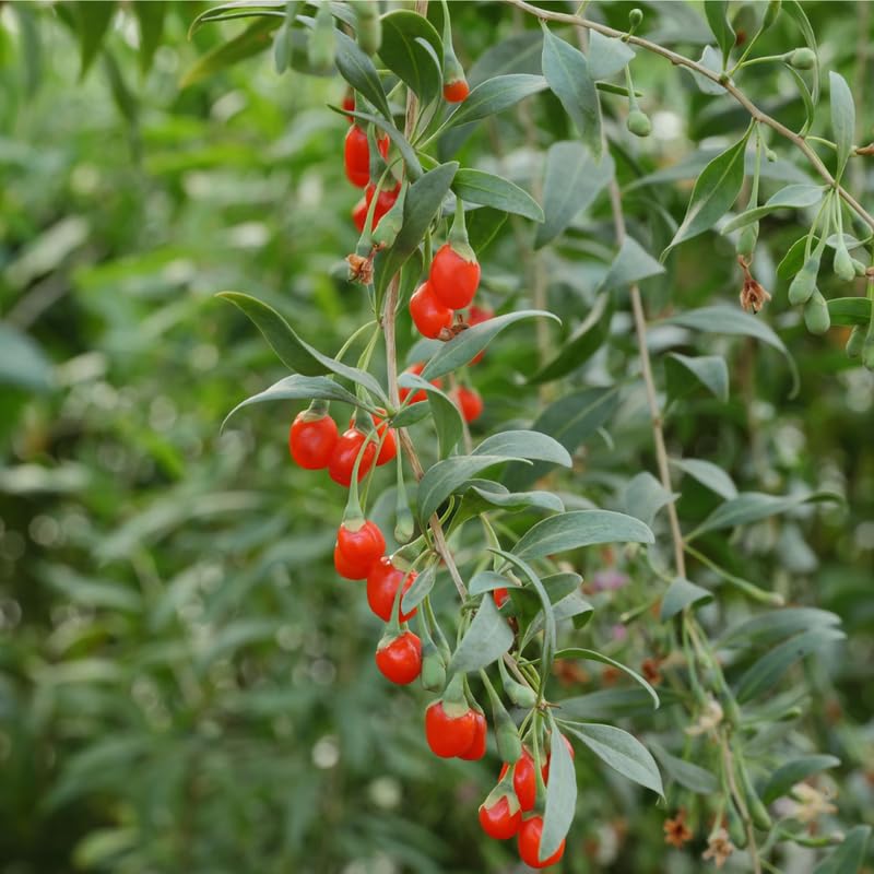 Pack 6 Cuttings Goji Berry Plant, 8-10" Unrooted Cutting, Bush Goji Berry Fruit Plant Cutting for Planting Outdoor Garden