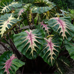 Combo 3 Pink Green Colocasia Live Plants, Elephant Ear Esculenta Taro, 5 to 8" in Tall, Alocasia Live Plant for Planting, Live Houseplant Colocasia Plant