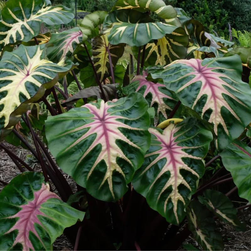 Pink Green Colocasia Live Plant, 5 to 8" in Tall, Taro Elephant Ear Alocasia Esculenta Live Plant for Planting, Live Colocasia Houseplant