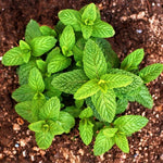 Mint Herb Plant Live, Well Rooted Mint Plants for Growing Indoor Outdoor 4-7 Inches - Peppermint