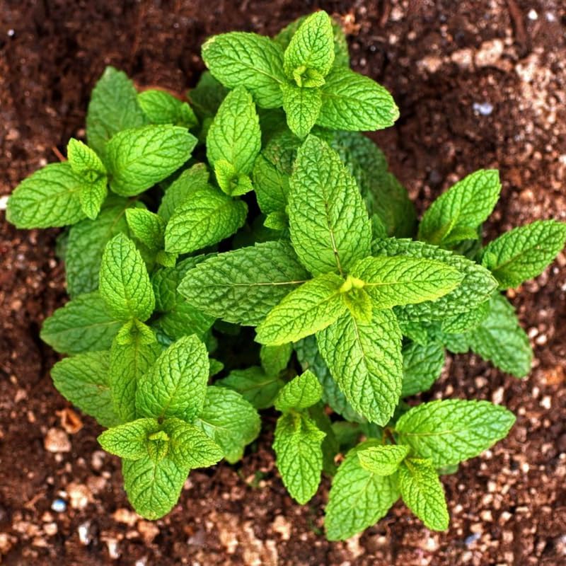 Mint Herb Plant Live, Well Rooted Mint Plants for Growing Indoor Outdoor 4-7 Inches - Peppermint