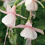 Set 4 Fuchsia Flower Plants, Flowering Fuchsia Live Plants, 3-5 Inch Tall, White Pink Flowers