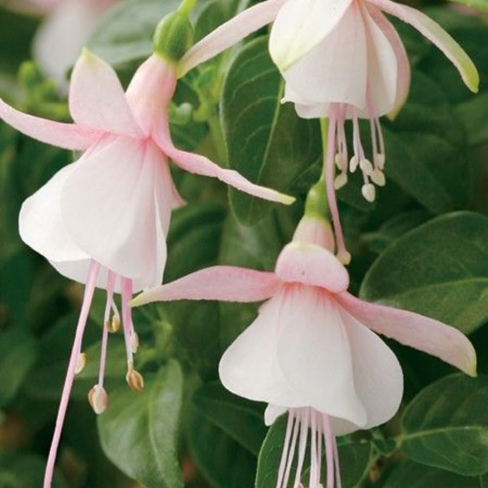 Set 4 Fuchsia Flower Plants, Flowering Fuchsia Live Plants, 3-5 Inch Tall, White Pink Flowers