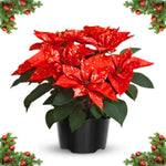 2 Poinsettia Plants Live, Rare Red Poinsettia Flowers Christmas Decorations, Holiday Houseplant, Poinsettias Trees Plants, No Pot, 5-9" Tall