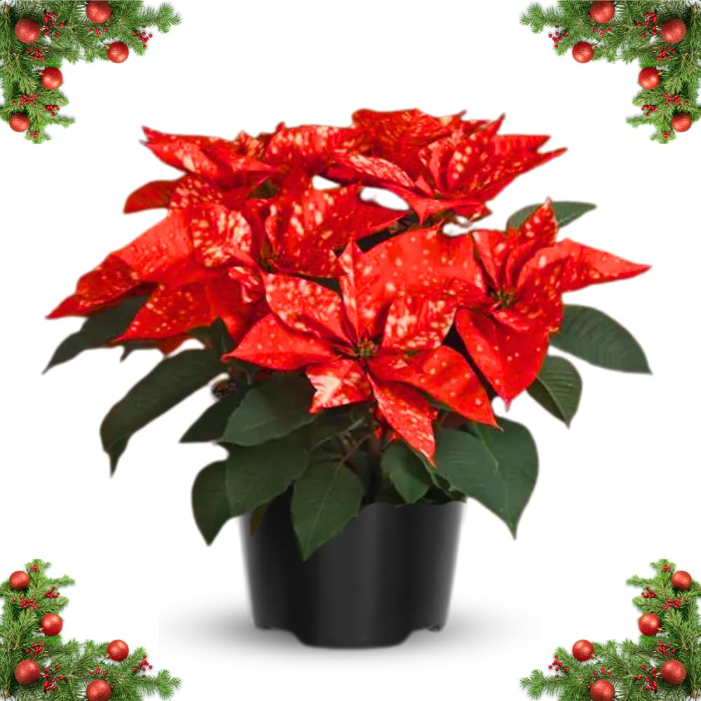2 Poinsettia Plants Live, Rare Red Poinsettia Flowers Christmas Decorations, Holiday Houseplant, Poinsettias Trees Plants, No Pot, 5-9" Tall