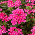 2 Verbena Live Plants, Trailing Verbena Plants for Planting Outdoor, Perennial Ground Cover Flowers 4-7 Inches (Pink)