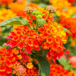 Set 4 Trailing Lantana Plants Live for Planting, Fragrant Lantana Live Plant to Grow Indoor Outdoor, Lantana Flowers Perennial, 4-8" Tall (Orange Lantana)