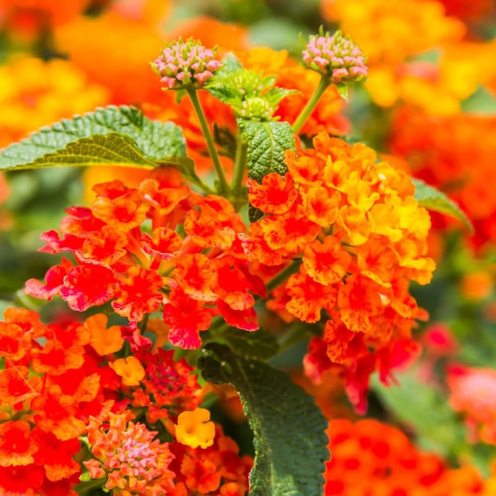 Set 4 Trailing Lantana Plants Live for Planting, Fragrant Lantana Live Plant to Grow Indoor Outdoor, Lantana Flowers Perennial, 4-8" Tall (Orange Lantana)