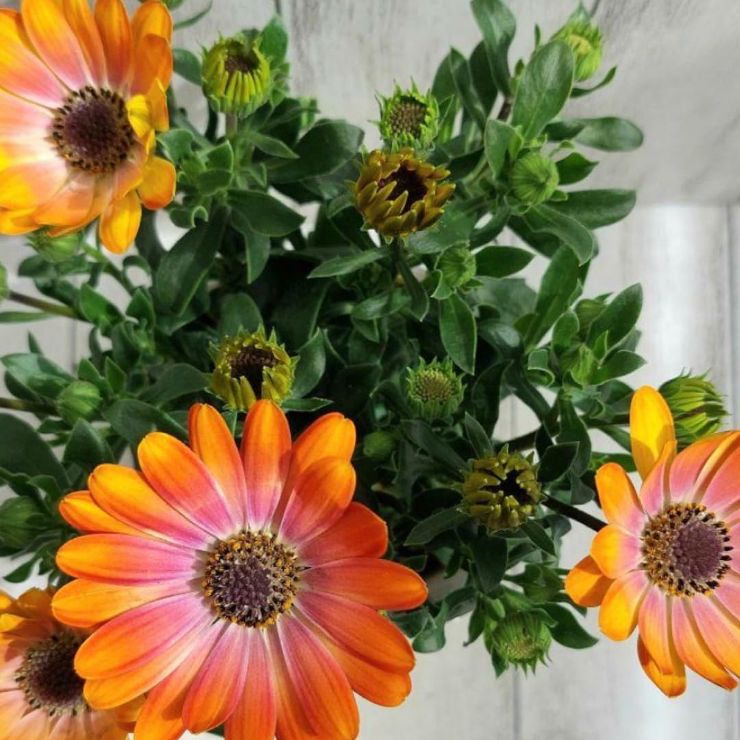 2 Osteospermum Plants Live, Orange African Daisy Flower Plants 4 Inc Potted, Annual Flowering Plant Live, 2 Plants per Pot Garden
