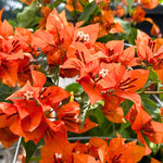 2 Orange Bougainvillea Plants Live, Flowering Bougainvillea Vine for Outdoor Garden or Trellis, 5-9 Inch Tall, Very Hardy