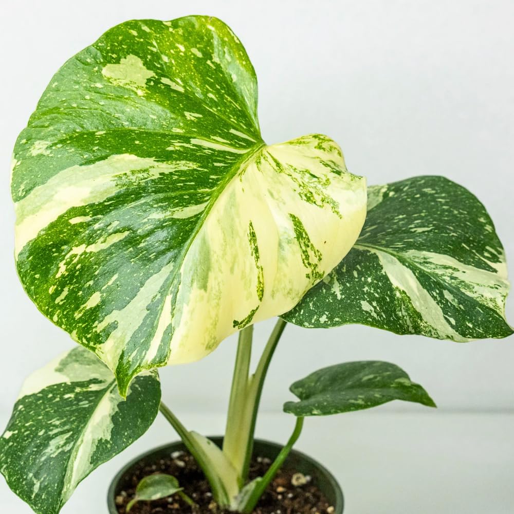 Monstera Plant Live, Rare Tropical Philodendron Indoor Live Plant, Low Maintenance Houseplant 4-8 Inches (Variegated Monstera)