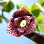 2 Pots Pawpaw Trees Live Plants, 6-12" Tall, Quart Pots, Hardy Paw Paw Fruit Trees for Outdoor Planting