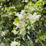 Bougainvillea Plants Live, Bougainvillea Live Plant, 4 to 6 Inc Tall, Flower Vine Plant (White)