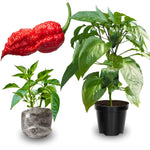 Set 6 Hot Pepper Live Plants, 90 Days Old Live Pepper Chili Plant for Spring Planting (Red Jolokia Ghost)