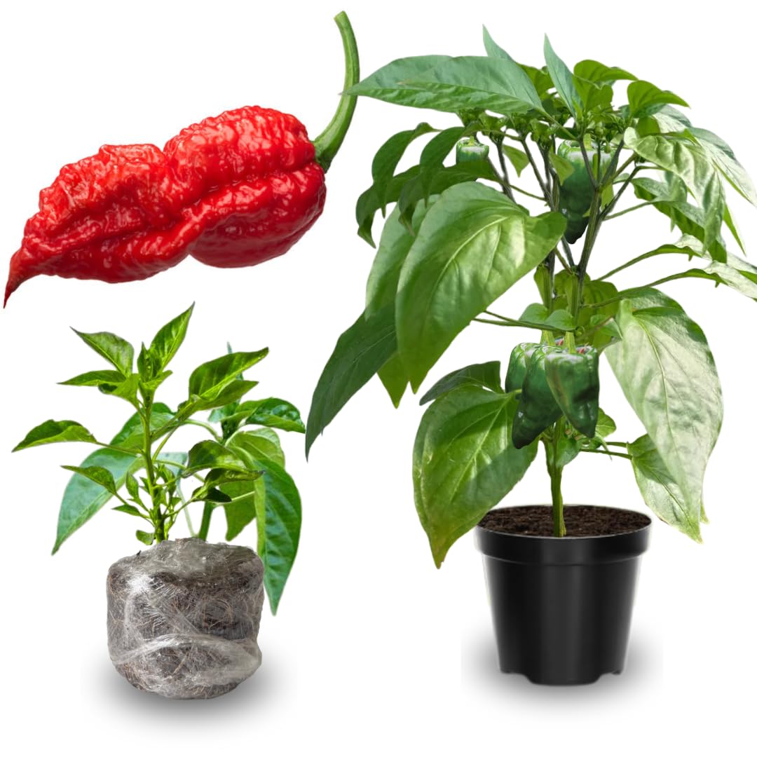 Set 6 Hot Pepper Live Plants, 90 Days Old Live Pepper Chili Plant for Spring Planting (Red Jolokia Ghost)