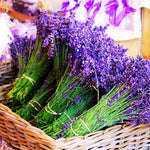 4 Hidcote Blue Lavender Plants Live for Outside Planting, Perennial Bloom, Live Lavender Plants 5–9 Inches Tall with Fragrant Flowers for Spring Growing