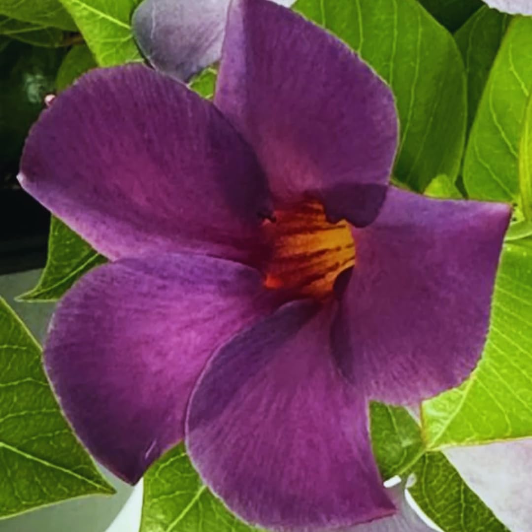 2 Purple Mandevilla Bush Plants, 10 to 12 Inc in Height, Mandevilla Vine Plant, Mandevilla Plants Live