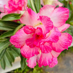 Pink Desert Rose Plant Live, 4-7" Tall, Adenium Obesum Well-Rooted Succulent for Indoor Outdoor Displays