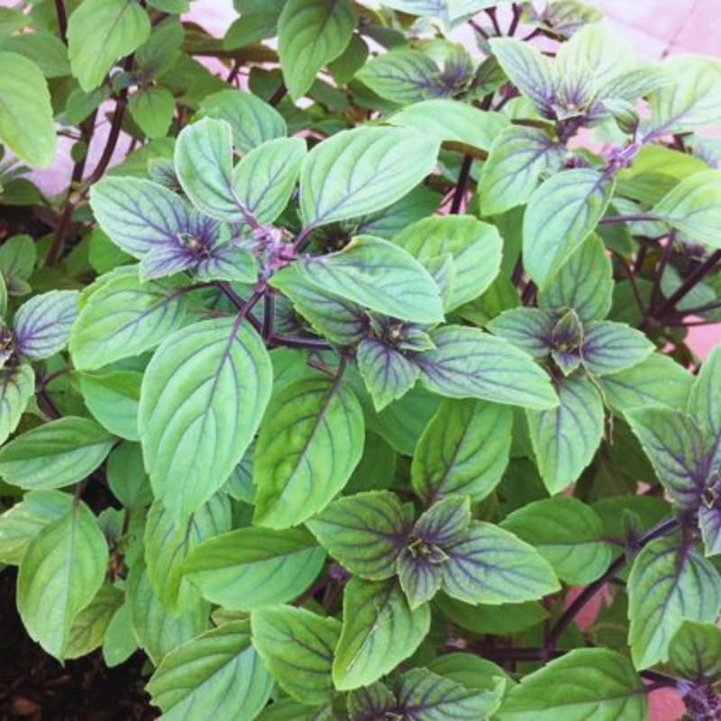 Blue Basil Plant Pot, 4 Blue African Basil Live Plants, Basil Starter Plant, Basil Plant Live, 3 to 5 Inc in Height