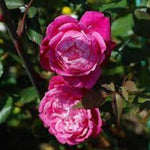 AVERAR Combo 6 Pink Rose Cuttings, 5–8 Inch Long Starter Cuttings for Planting, Rose Bush Flower Plant for Garden Outdoor Growing