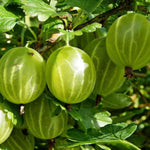Sweet Gooseberry Tree Plant Live, Gooseberry Bush Live Plant, 5-9 Inch Tall, Gooseberry Plant Live for Planting Outdoors