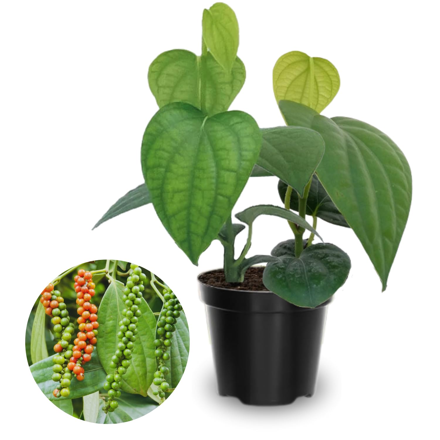 Black Pepper Plant Live, 4 to 6 Inches Tall, Live Pepper Plant, Piper Nigrum Live Plant, Herb Plant for Garden
