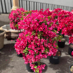 Set 2 Bright Pink Bougainvillea Live Plants 4-7 Inches Tall, Vibrant Bumgainvillea Flowering Vines for Garden, Patio Containers and Indoor Growing