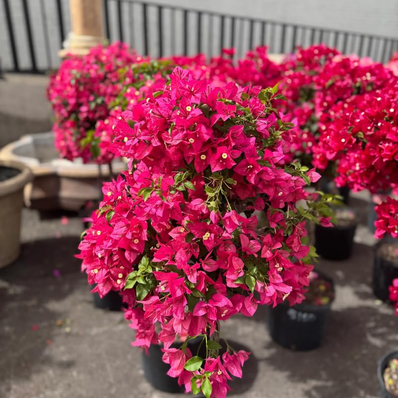 Set 2 Bright Pink Bougainvillea Live Plants 4-7 Inches Tall, Vibrant Bumgainvillea Flowering Vines for Garden, Patio Containers and Indoor Growing