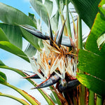 Blue White Bird of Paradise Live Plant, Vibrant Tropical Houseplant Flowers Strelitzia Reginae Size 5 to 9 Inc Tall, No Pot, Well-Rooted, Hardy