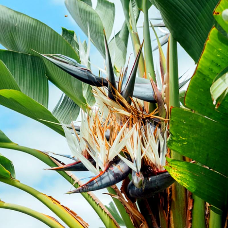 Blue White Bird of Paradise Live Plant, Vibrant Tropical Houseplant Flowers Strelitzia Reginae Size 5 to 9 Inc Tall, No Pot, Well-Rooted, Hardy