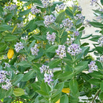 2 Broad Leaf Milkweed Plants Live, Tropical Butterfly Milkweed 4-8 Inches, Perennial Milkweeds Flowers Well Rooted Container or Outdoor Growing