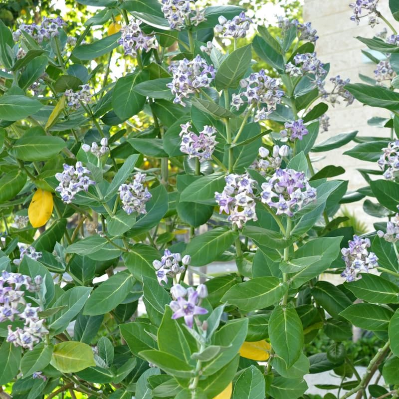 2 Milkweed Plants Live, Tropical Butterfly Milkweed 4-8 Inches, Perennial Milkweeds Flowers Well Rooted Container or Outdoor Growing