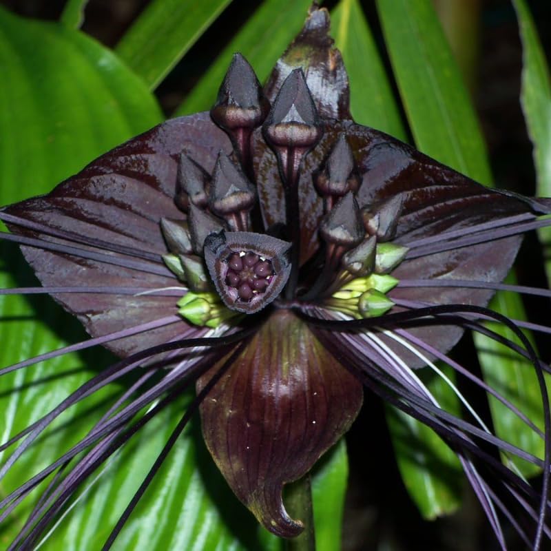 Black Bat Flower Live Plant, Tacca Chantrieri Orchid Houseplant Indoor Outdoor, Black Plant Live for Planting, 5-9" Tall