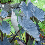 Black Colocasia Live Plant, 5 to 8" in Tall, Taro Elephant Ear Alocasia Esculenta Live Plant for Planting, Live Colocasia Houseplant