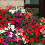 Pack 2 Impatiens Plants Live, Mix Colors Plant, Perennial Impatien for Planting Outdoors