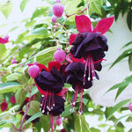 4 Black Fuchsia Plants Live, Fuchsia Flower Plant, 4 to 7 Inches Tall, Growing Indoor Outdoor