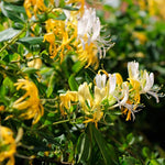 Set 2 Fragrant Honeysuckle Plants Live, Live Honeysuckle Plants 5-9" Tall Vines Bushes Climbing for Planting (Gold White)