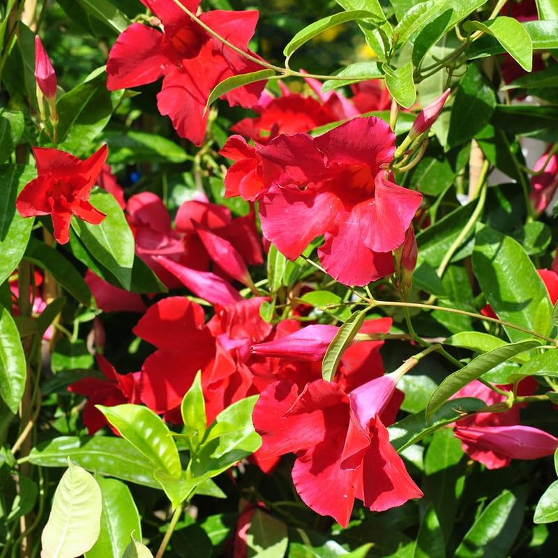2 Red Mandevilla Plants Live, Trailing Mandevilla Vine for Outdoor Planting, 4-6 Inch Tall Live Flowering Vine for Trellis or Containers
