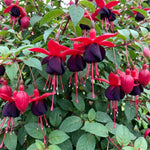 Set 2 Black Fuchsia Plants Live 4-7 Inches Tall, Colorful Hanging Flower Plants for Patio, Garden and Containers