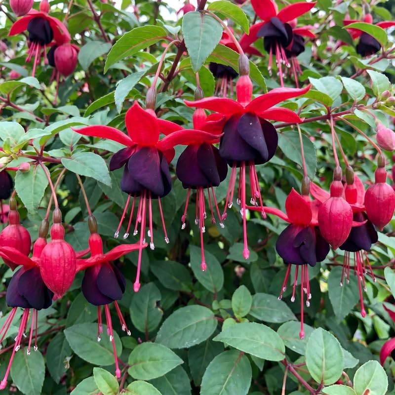 Set 2 Black Fuchsia Plants Live 4-7 Inches Tall, Colorful Hanging Flower Plants for Patio, Garden and Containers